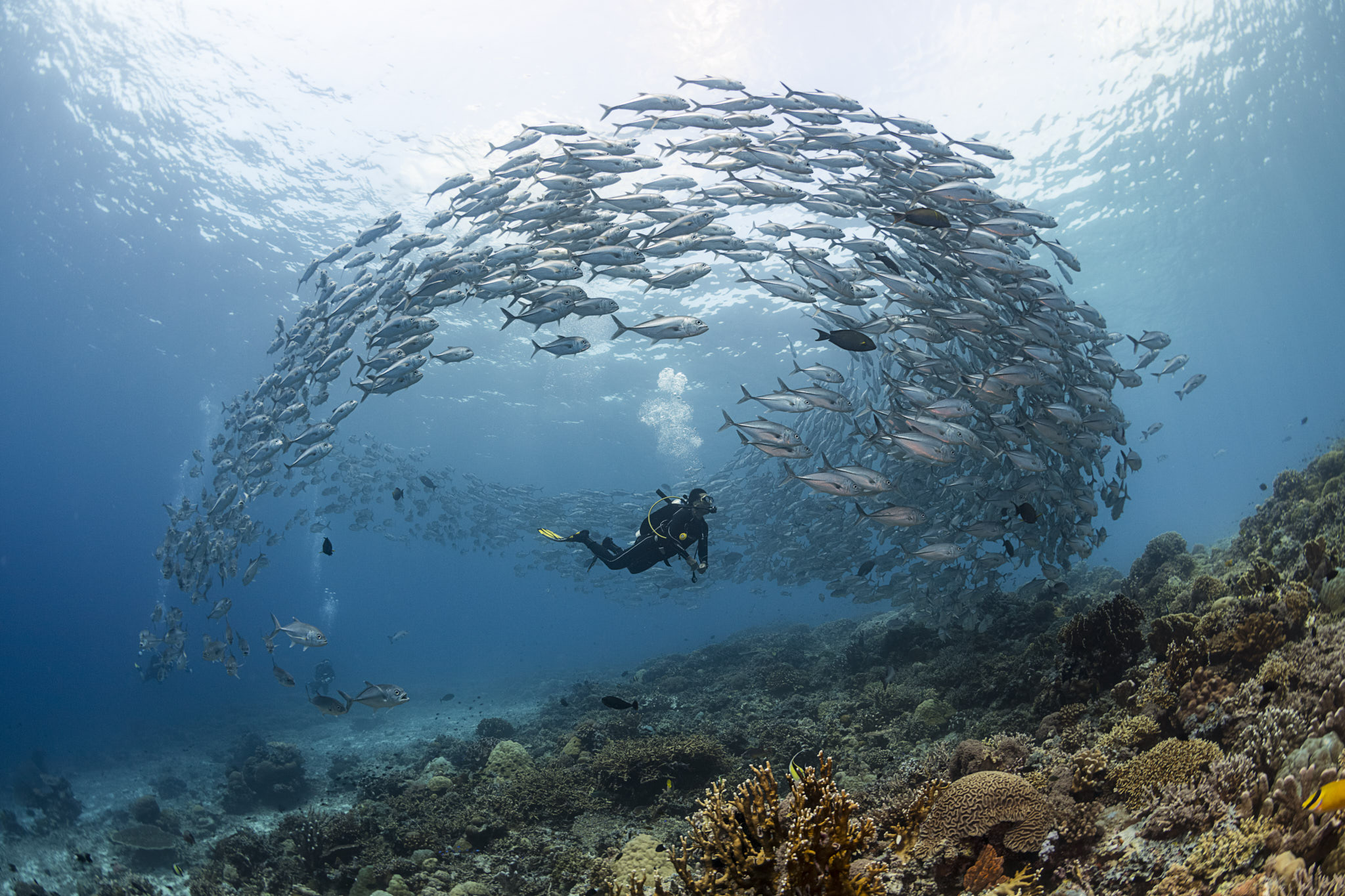 Tubbataha Reefs Natural Park (Sulu Sea)